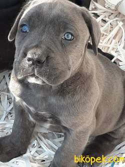 BLUE CANE CORSA YAVRULARIMIZ 4