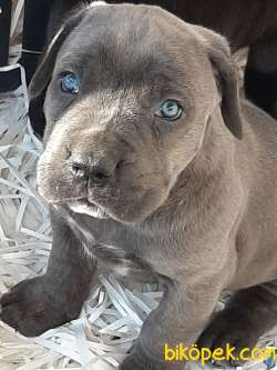 Blue CANE CORSA YAVRULARIMIZ 3