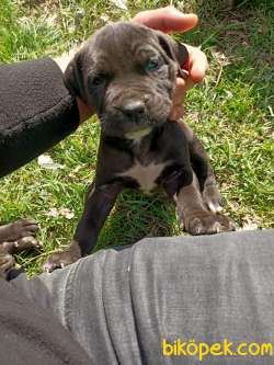 Blue Cane Corso 3
