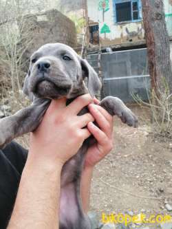 Blue Cane Corso 2