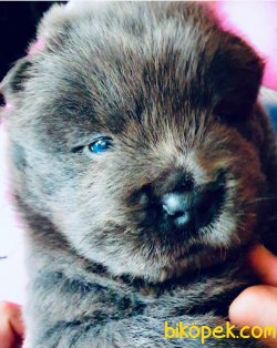 Blue Chow Chow Yavruları 1