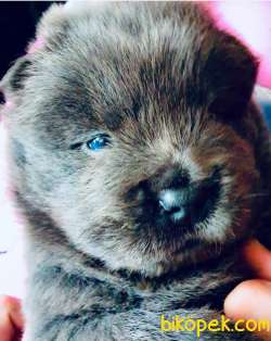 Blue Chow Chow Yavruları 1