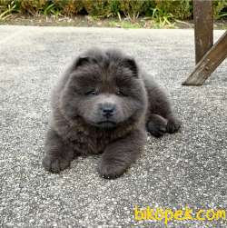 Blue Chow Chow Yavruları 5