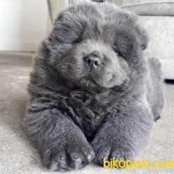 Blue Chow Chow Yavruları 1