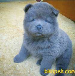 Blue Chow Chow Yavruları 4