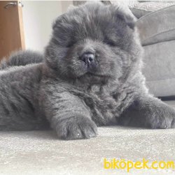 Blue CHOW CHOW YAVRULARIMIZ 2