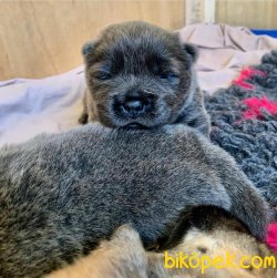 Blue CHOW CHOW YAVRULARIMIZ 4