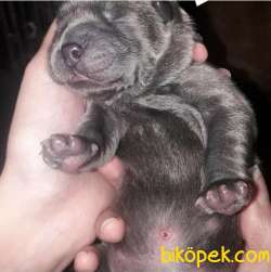 Blue CHOW CHOW YAVRULARIMIZ 3