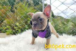 Blue Dişi Ve Blue Fawn Erkek French Bulldog Yavrular 2
