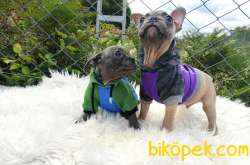 Blue Dişi Ve Blue Fawn Erkek French Bulldog Yavrular 4