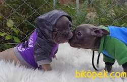 Blue Dişi Ve Blue Fawn Erkek French Bulldog Yavrular 1