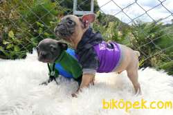 Blue Dişi Ve Blue Fawn Erkek French Bulldog Yavrular 3