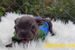 Blue Dişi Ve Blue Fawn Erkek French Bulldog Yavrular 5