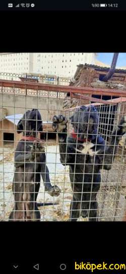 Blue Erkek Cane Corso 1