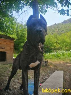 Blue Erkek Cane Corso 5