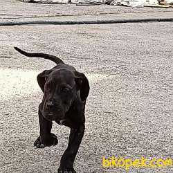 Blue Erkek Cane Corso 4