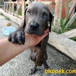 Blue Erkek Cane Corso 2