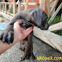 Blue Erkek Cane Corso 3