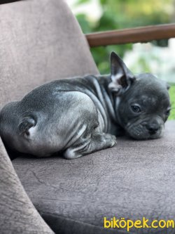 Blue Exotic French Buldog 1