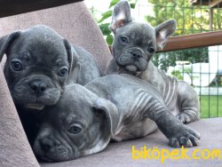 Blue Exotic French Buldog 4
