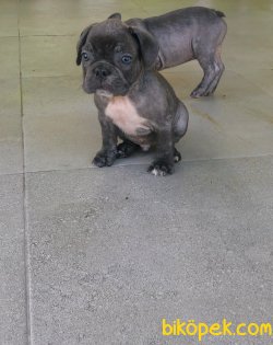 Blue Exotic French Buldog 5