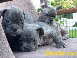 Blue Exotic French Buldog 3