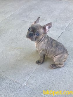 Blue Exotic French Buldog 2
