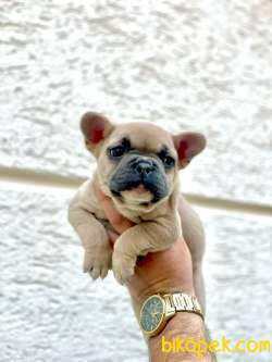 BLUE FAWN ERKEK FRENCH BULLDOG YAVRULARI