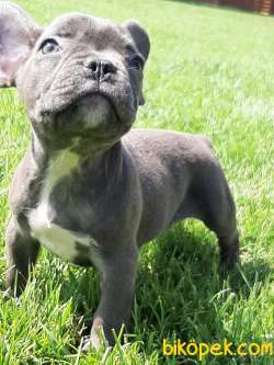 BLUE Frenc Buldog Yavruları 3