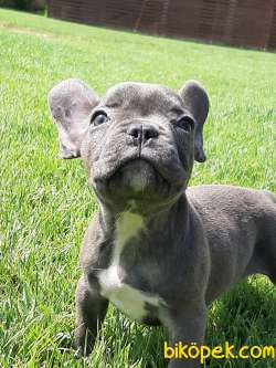 BLUE Frenc Buldog Yavruları 1