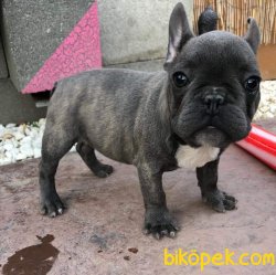 BLUE FRENC BULLDOG 3
