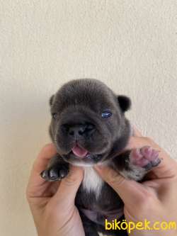 Blue French Bulldog 3