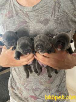 Blue French Bulldog 1