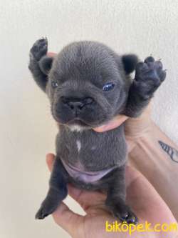Blue French Bulldog 2