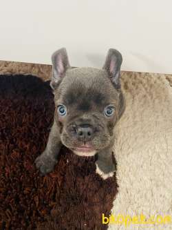 Blue French Bulldog 2