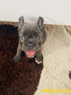 Blue French Bulldog 1