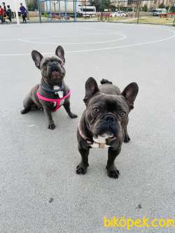 Blue French Bulldog 3