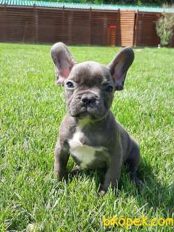 Blue French Bulldog   Yavrilari 2