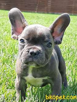 Blue French Bulldog   Yavrilari 1