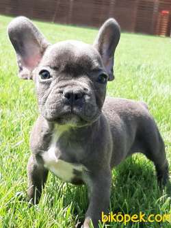 Blue French Bulldog   Yavrilari 3