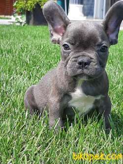 Blue French Bulldog   Yavrilari 4