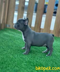 BLUE FRENCH BULLDOG YAVRULAR 4