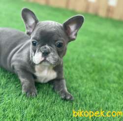 BLUE FRENCH BULLDOG YAVRULAR 5