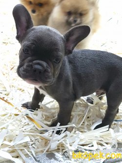 Blue French Bulldog Yavruları 1