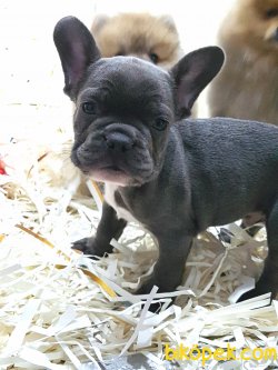 Blue French Bulldog Yavruları 4
