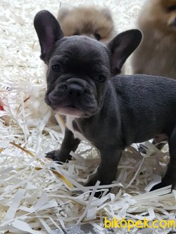 Blue French Bulldog Yavruları 2