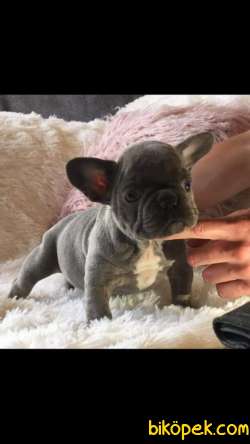 Blue French Bulldog Yavruları 3