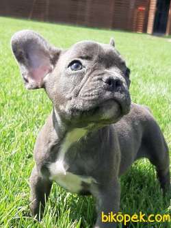 Üst Kalite Blue French Bulldog Yavruları 2