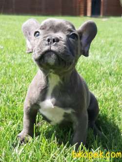 Blue French Bulldog Yavruları 3