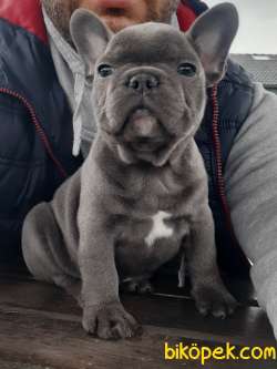 Blue French Bulldog Yavruları 2